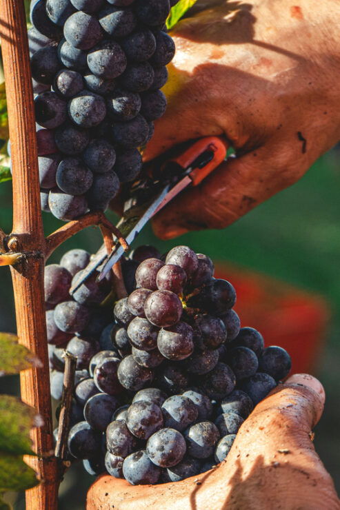 Arrábida & Wine Tour - Itinerary Highlights