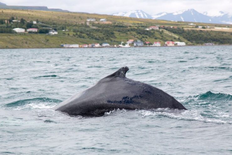 Árskógssandur: Whale-Watching Boat Trip - Booking Details