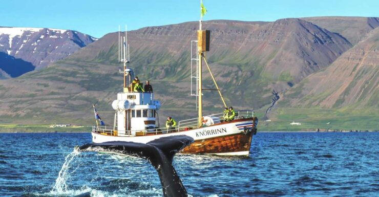 Árskógssandur: Whale-Watching Boat Trip - Experience Highlights