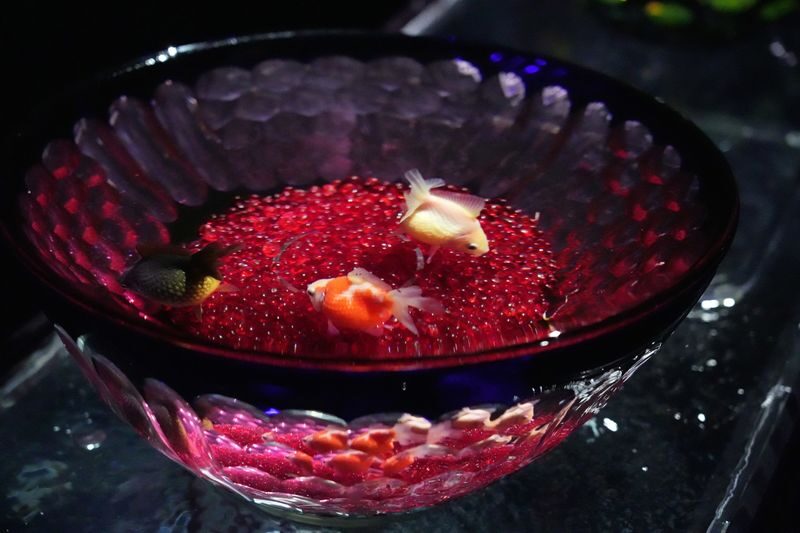 Art Aquarium Museum GINZA Ticket - How Long to Allow, and What the Price Gets You