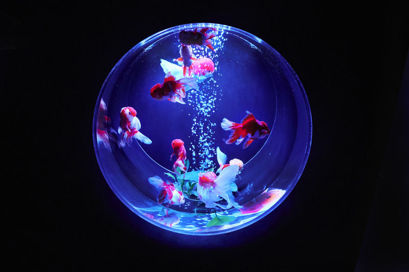 Art Aquarium Museum GINZA Ticket - Practical Details for Families and Careful Planners