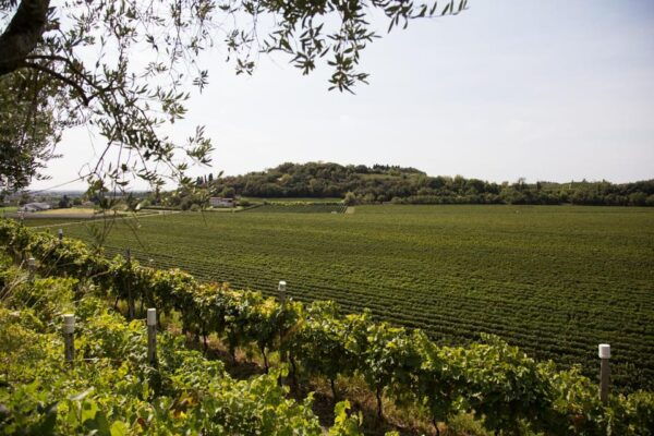 ART GALLERY AND GUIDED CELLAR TOUR - Getting to Monte Del Frà