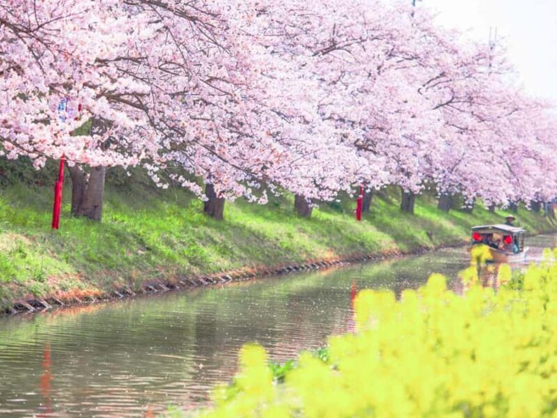 Art Pavilion × Night SakuraKansai Spring Day Tour - The Art and Architecture of I.M. Pei’s “Peach Blossom Spring”  