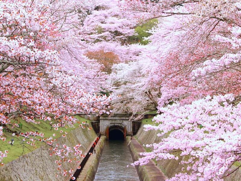Art Pavilion × Night SakuraKansai Spring Day Tour - Scenic Reflection Along Lake Biwa Canal  