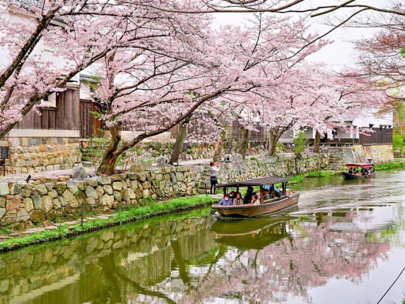 Art Pavilion × Night SakuraKansai Spring Day Tour - Practical Details and Logistics  