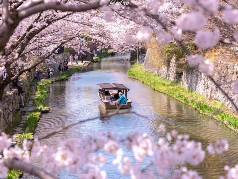 Art Pavilion × Night SakuraKansai Spring Day Tour - Final Thoughts  