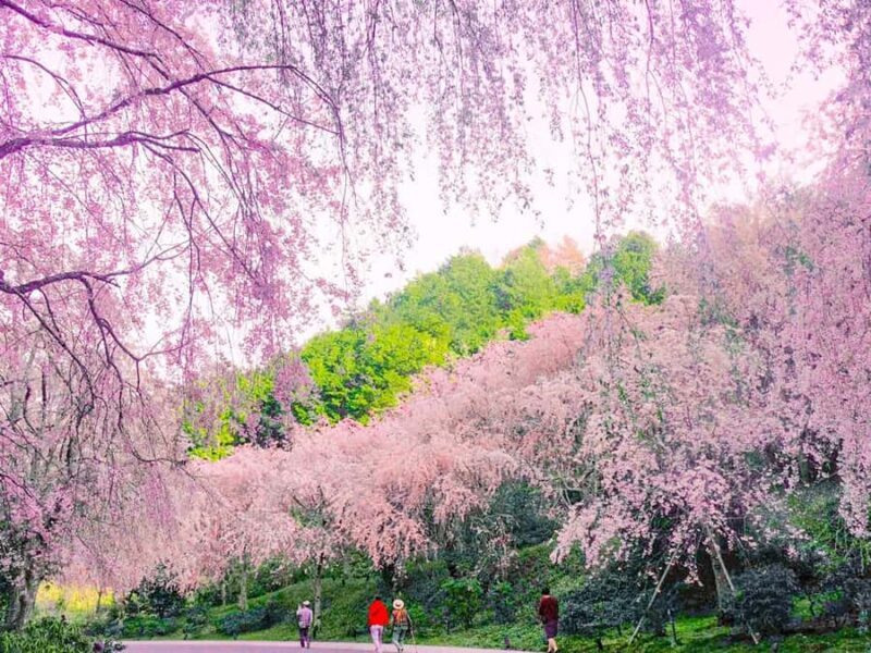 Art Pavilion × Night SakuraKansai Spring Day Tour - A Closer Look at the Itinerary