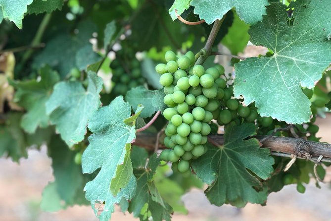 Art, Wine Tasting and Gardens Day Tour From Cape Town - Refund and Cancellation Policy