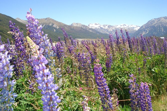 Arthurs Pass and Southern Alps Day Excursion From Port Lyttelton or Christchurch - Scenic Wonders