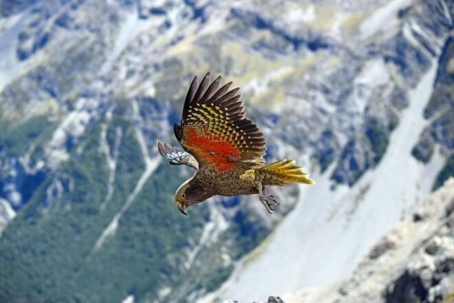 Arthur's Pass: TranzAlpine Train and Castle Hill Day Tour - Similar Tours