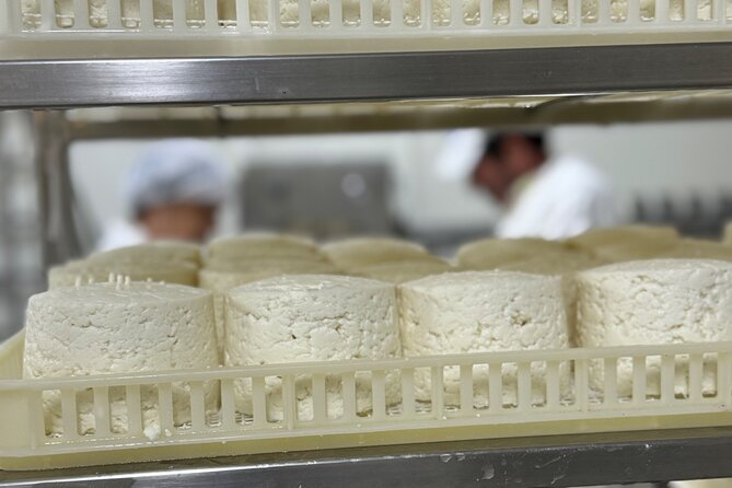 Artisanal Delights Cheese, Wine and Tile Painting Experience - Cheese Tasting and Wine Pairing