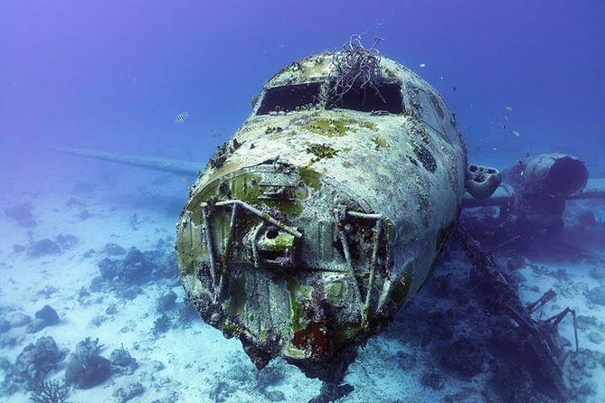 Aruba 1-Tank Guided Dive for Certified Divers With Rental Equipment - Meeting and Pickup
