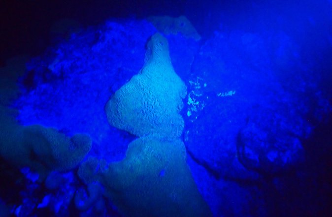 Aruba 1-Tank Guided UV Night Dive for Certified Divers With Rental Equipment - Experience Unique Fluorescent Night Diving Adventure