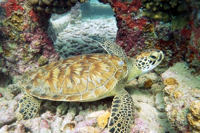 Aruba 2-Tank Dives Certified Divers Experience - Pricing and Logistics