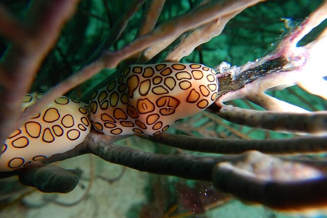 Aruba 2-Tank Dives Certified Divers Experience - Dive Experience Highlights