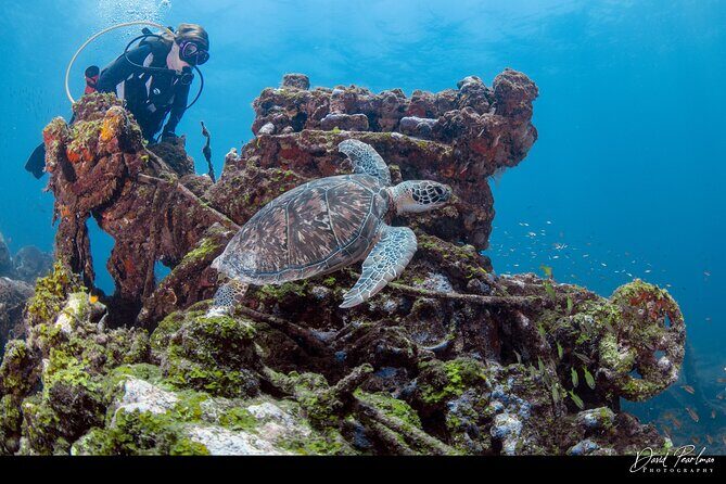Aruba Guided Night Dive Adventure: Shallow Reefs or Shipwrecks - What Reviewers Say