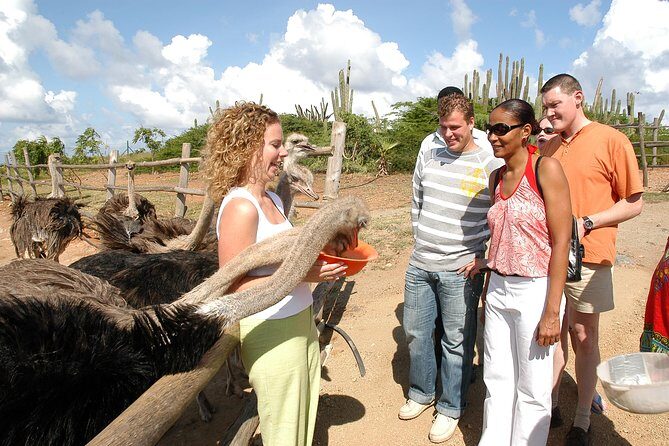 Aruba Ostrich Farm Tour with Lunch - What to Expect from the Aruba Ostrich Farm Tour