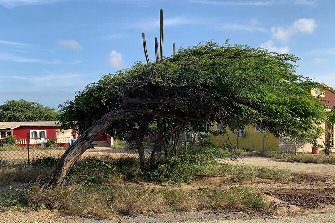 Aruba Private Island tour A/C Van - The Sum Up