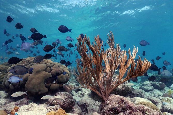 Aruba Snorkeling Tour: Mangel Halto and Baby Beach - FAQ