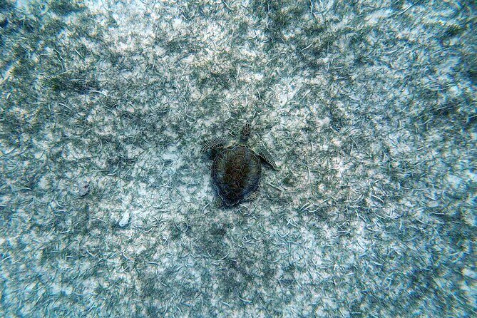 Aruba Turtle Spotting Snorkeling Adventure - The Experience in Detail