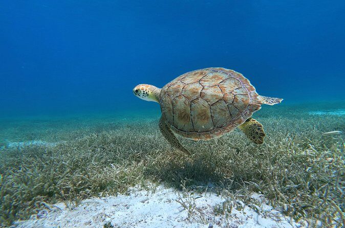 Aruba Turtle Spotting Snorkeling Adventure - Why This Tour Offers Real Value