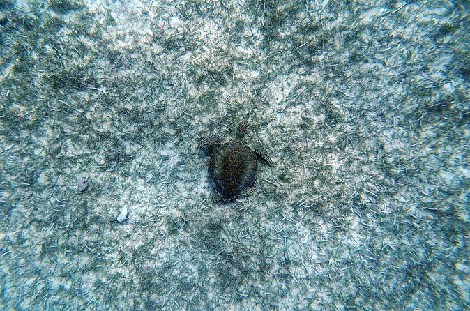 Aruba Turtle Spotting Snorkeling Adventure - Final Thoughts