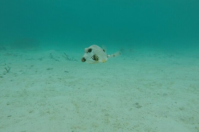 Aruba Turtle Spotting Snorkeling Adventure - FAQ