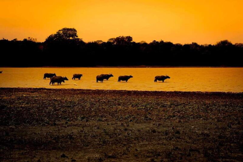 Arugam Bay: All Inclusive Kumana National Park 4x4 Safari - Good To Know