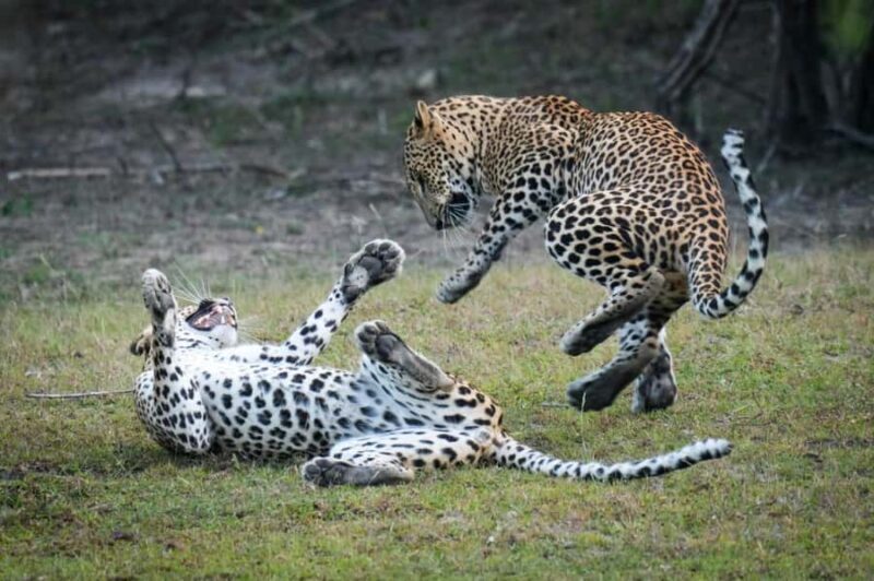 Arugam Bay: Kumana National Park Full-Day Safari Tour - Introduction: A Genuine Wildlife Experience in Sri Lanka