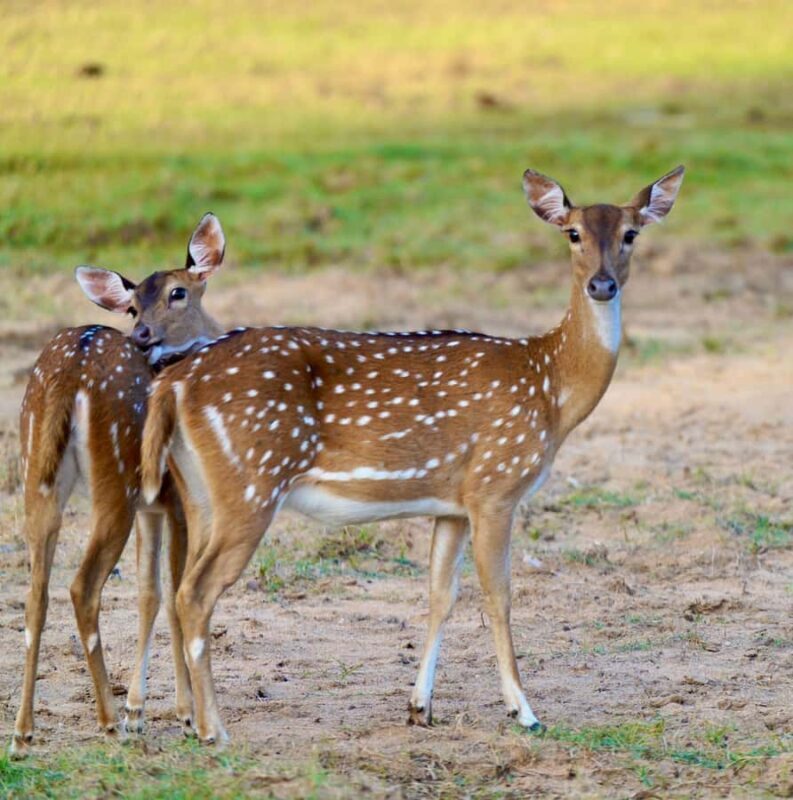 Arugam Bay: Kumana National Park Full-Day Safari Tour - Who Will Love This Tour?