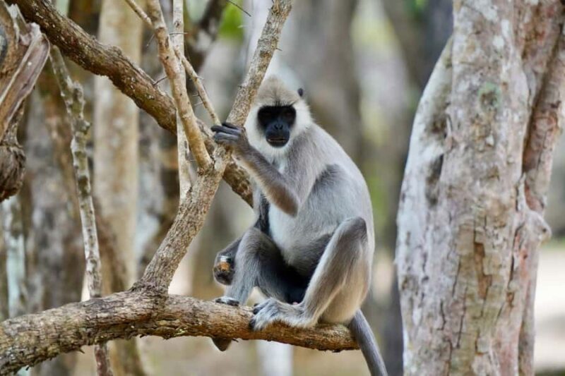 Arugam Bay: Kumana National Park Full-Day Safari Tour - Practical Tips for Travelers