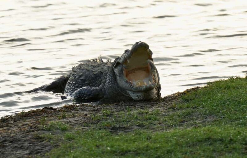 Arugam Bay: Kumana National Park Full-Day Safari Tour - The Sum Up