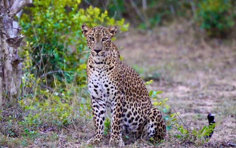 Arugam Bay: Kumana National Park Full-Day Safari Tour - Exploring the Itinerary and What You Can Expect