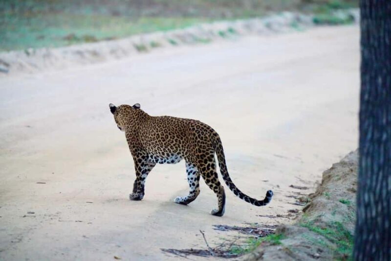 Arugam Bay: Kumana National Park Full-Day Safari Tour - FAQ