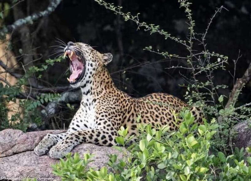 Arugam Bay: Kumana National Park Safari - What Is the Kumana National Park Safari?