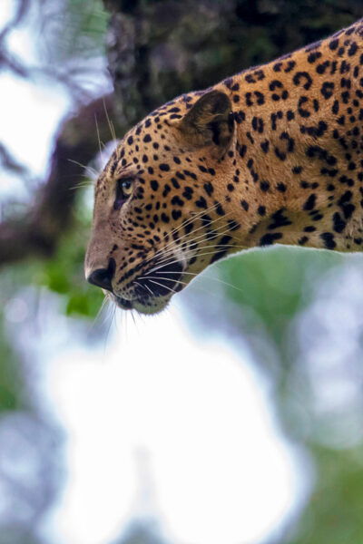 ARUGAM-BAY to Hiriketiya/Mirissa Transfer With YALA Safari - Frequently Asked Questions