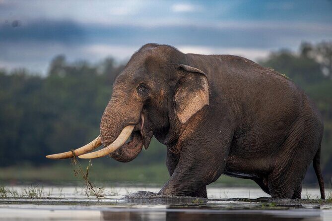 Arugam Bay to Mirissa Shuttle and Safari Drive - Wildlife and Nature Experience