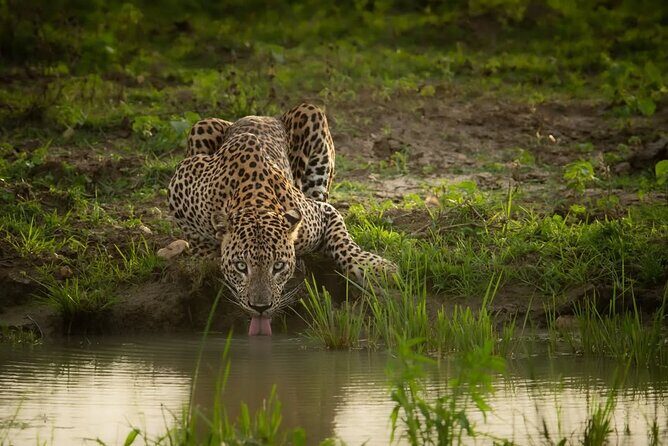 Arugam Bay to Mirissa Shuttle and Safari Drive - Coastal Drive and Cultural Sights