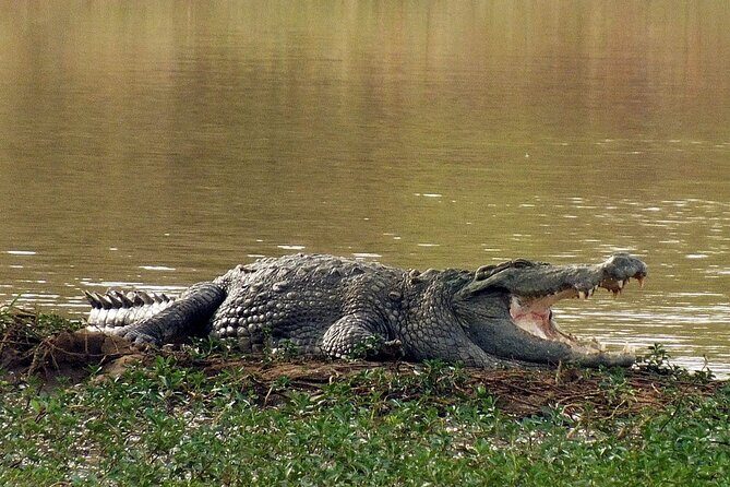 Arugam Bay to Mirissa Shuttle and Safari Drive - Who Will Love This Experience?