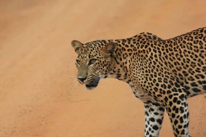 Arugam Bay: Yala Safari & DropOff in Ella - Safari + Transit - The Leopard Chase: Timing Matters