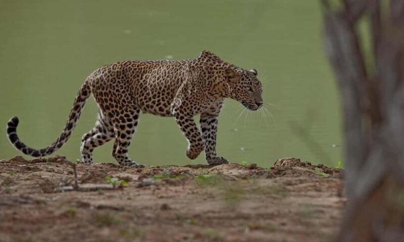 Arugam Bay: Yala Safari & DropOff in Ella - Safari + Transit - Practical Insights: What You Need to Know