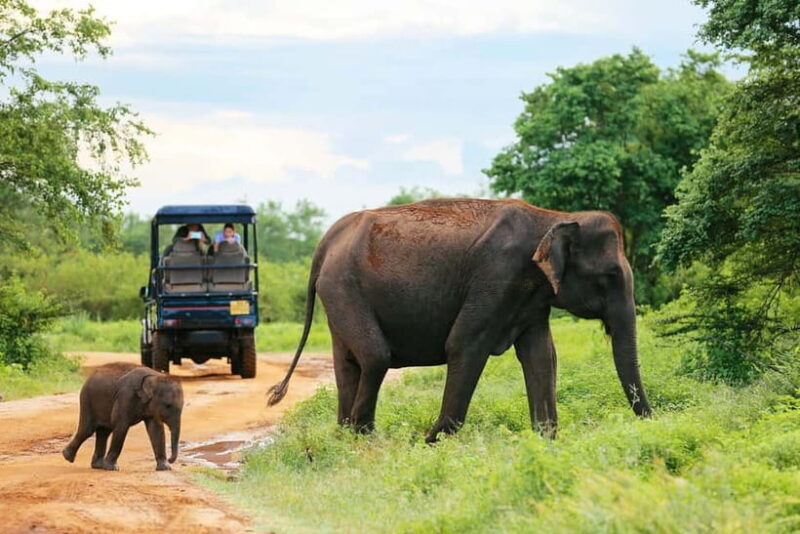 Arugam Bay: Yala Safari & DropOff in Ella - Safari + Transit - Good To Know