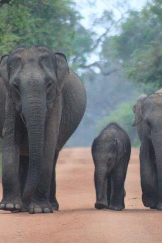 Arugam Bay: Yala Safari & DropOff in Ella - Safari + Transit - Who Is This Tour Best For?