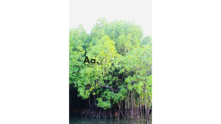 Arugambay: Mangrove Watching in Pottuvil Lagoon - Free Cancellation and Flexible Payment Options