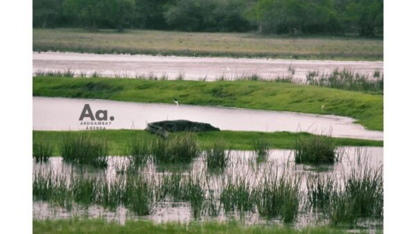 Arugambay: Mangrove Watching in Pottuvil Lagoon - Common Questions