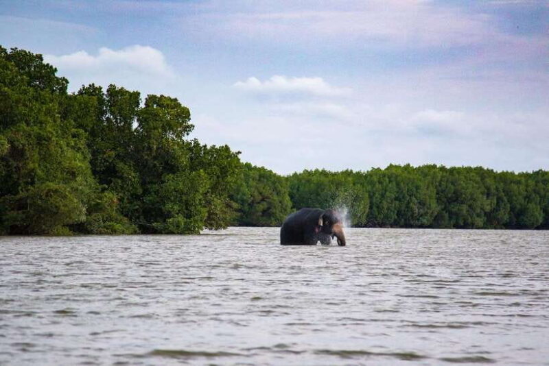 Arugambay :Pottuvil Lagoon Mangrove Eco Boat Safari Tours - An Authentic, Nature-Focused Experience in Sri Lanka