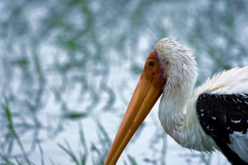 Arugambay :Pottuvil Lagoon Mangrove Eco Boat Safari Tours - Practical Tips for Travelers