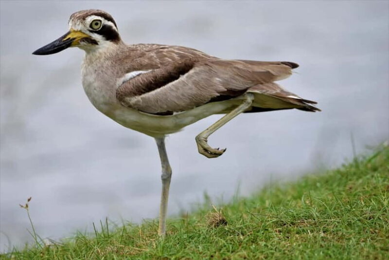 Arugambay :Pottuvil Lagoon Mangrove Eco Boat Safari Tours - How To Make Your Trip Even Better