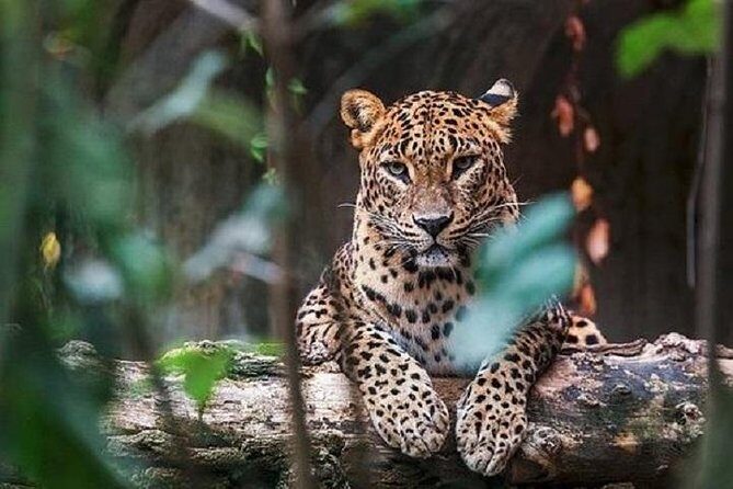 Arugambay to Yala National Park - Kumana National Park Safari - Good To Know