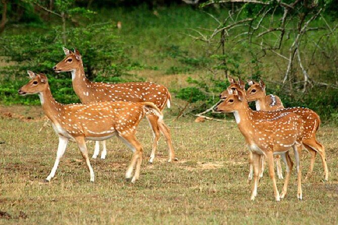 Arugambay to Yala National Park - Kumana National Park Safari - Why Choose the Arugambay to Yala/Kumana Safari?